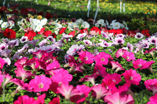 Wallpaper Mural Tables of petunias growing in a greenhouse nursery Torontodigital.ca