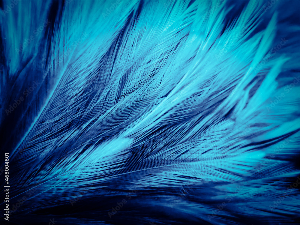 Beautiful abstract blue feathers on white background, white feather texture and blue background, feather wallpaper, blue texture banners, love theme, valentines day , gray gradient Beautiful abstract blue feathers on white background, white feather texture and blue background, feather wallpaper, blue texture banners, love theme, valentines day , gray gradient