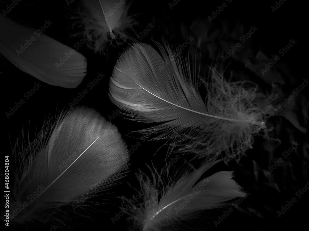 Obraz premium Beautiful abstract black feathers on black background and soft white feather texture on white texture pattern, dark theme wallpaper, gray feather background, gray banners, white gradient