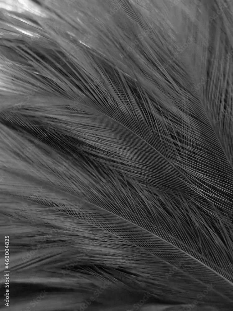Obraz premium Beautiful abstract black feathers on black background and soft white feather texture on white texture pattern, dark theme wallpaper, gray feather background, gray banners, white gradient