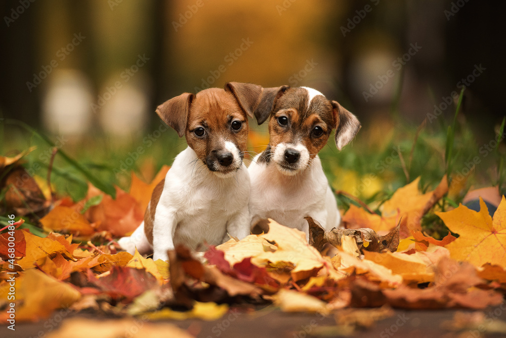 two jack russell terrier puppies playing in yellow autumn leaves