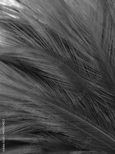 Beautiful abstract black feathers on black background and soft white feather texture on white texture pattern, dark theme wallpaper, gray feather background, gray banners, white gradient © Weerayuth