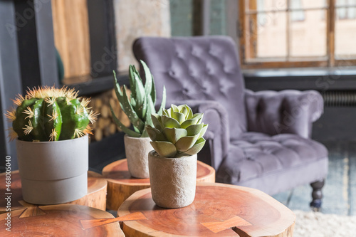 Collection of various cactus and succulent plants in different pots. Potted cactus house plants.Scandinavian room interior with plants composition in design and hipster pots. floral concept