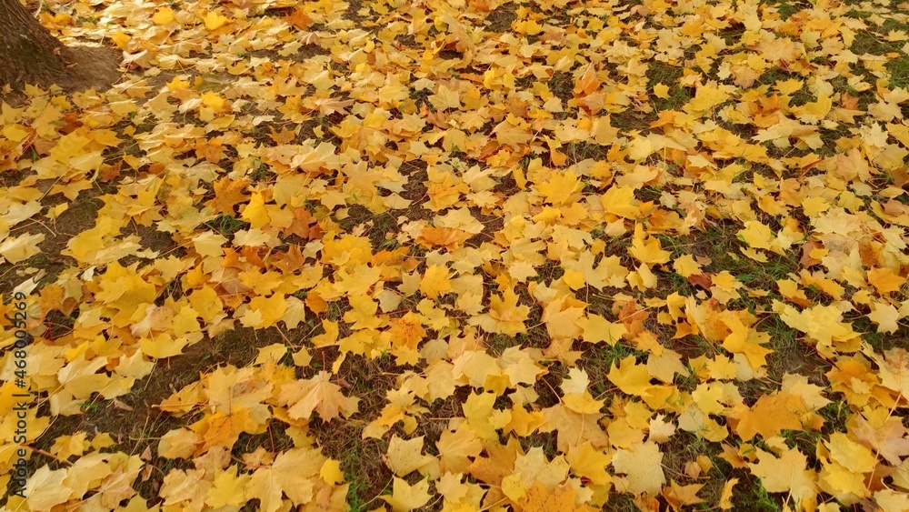 Leaves on the ground during autumn Leaves on the ground during autumn