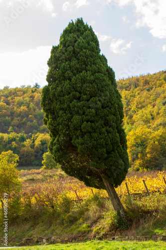 Cipresso in mezzo alla campagna e ad un vigneto