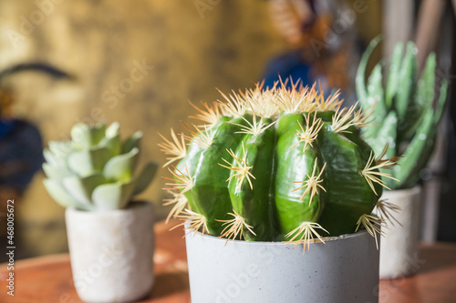 Collection of various cactus and succulent plants in different pots. Potted cactus house plants.Scandinavian room interior with plants composition in design and hipster pots. floral concept