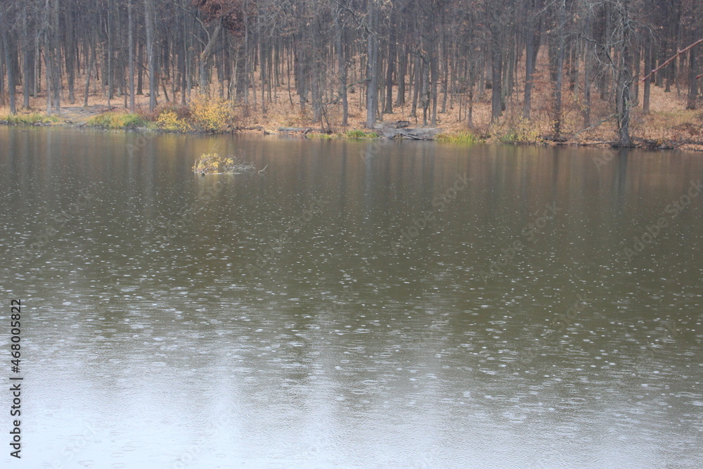 Fototapeta premium Autumn forest is reflected in the forest lake. It's raining, the leaves are turning yellow