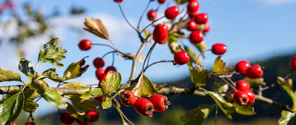 Branch of ripe hawthorn at sunny autumn day, close up Branch of ripe hawthorn at sunny autumn day, close up