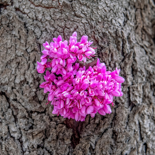 vivid lilac flowers bunch on tree trunk as a natural background