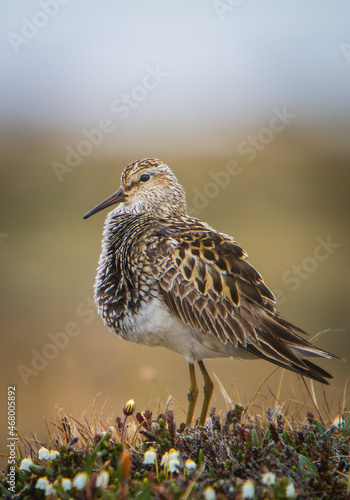 A Pectoral Sandpiper (Caldiris melanotos) perches on a tussock of tundra vegetation in Alaska's Arctic, USA. photo