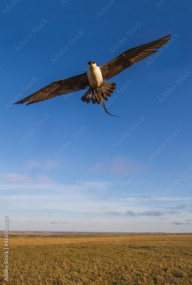 A Long-tailed Jaeger (Stercorarius longicaudus) flies over the tundra on the arctic coastal plain in northern Alaska. A Long-tailed Jaeger (Stercorarius longicaudus) flies over the tundra on the arctic coastal plain in northern Alaska.