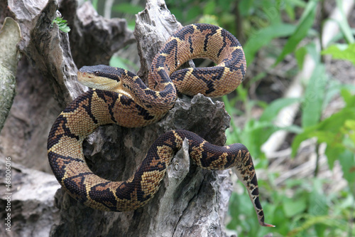 Venomous Black-headed Bushmaster Snake (Lachesis melanocephala) photo