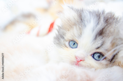 Fototapeta Naklejka Na Ścianę i Meble -  little persian kitten studio christmas portrait on isolated background