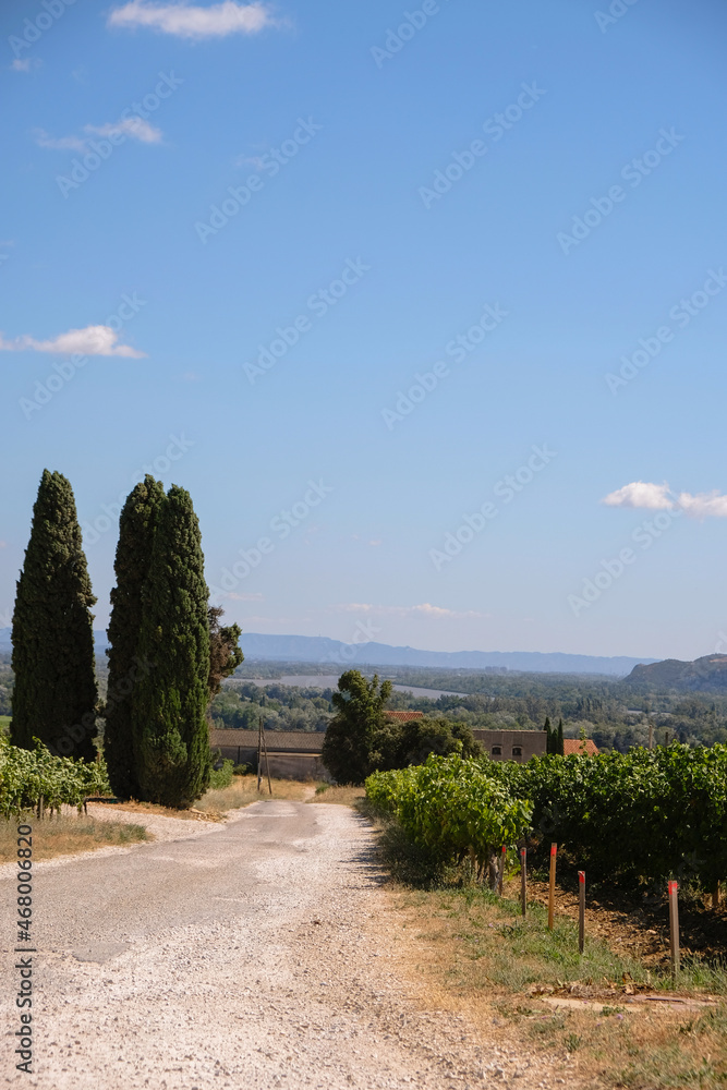 Vineyards on the hills of the Rhone. Provence, France. Red markings along the road. Vertical image. 
