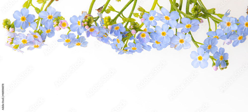 Spring is coming - bunch of forget-me-nots over white background