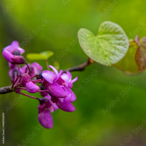 vibrant lilac flowers closeup on tree branch and blurred garden background