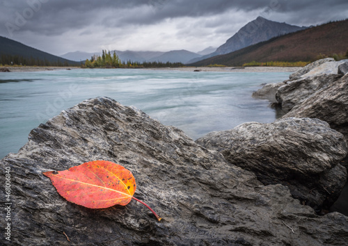 A red cottonwood leaf (Populus trichocarpa) on a rock next to the Koyukuk River in the central Brooks Range of northern Alaska.  photo