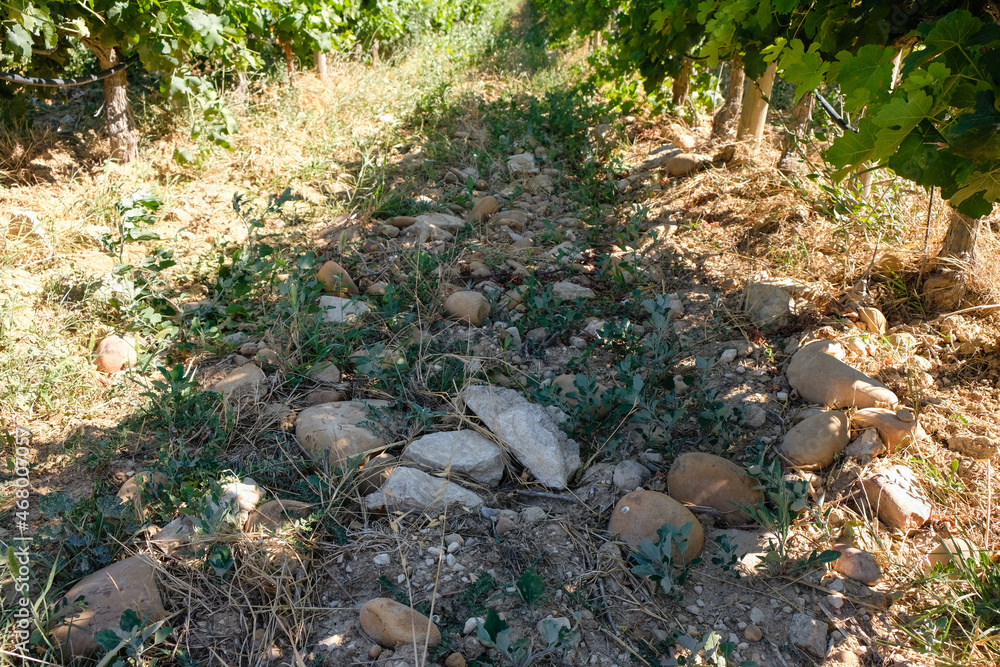 Châteauneuf du Pape vineyard, Provence, France.  Stony soil in the summer morning. Round pebbles accumulate heat and give it away at night.