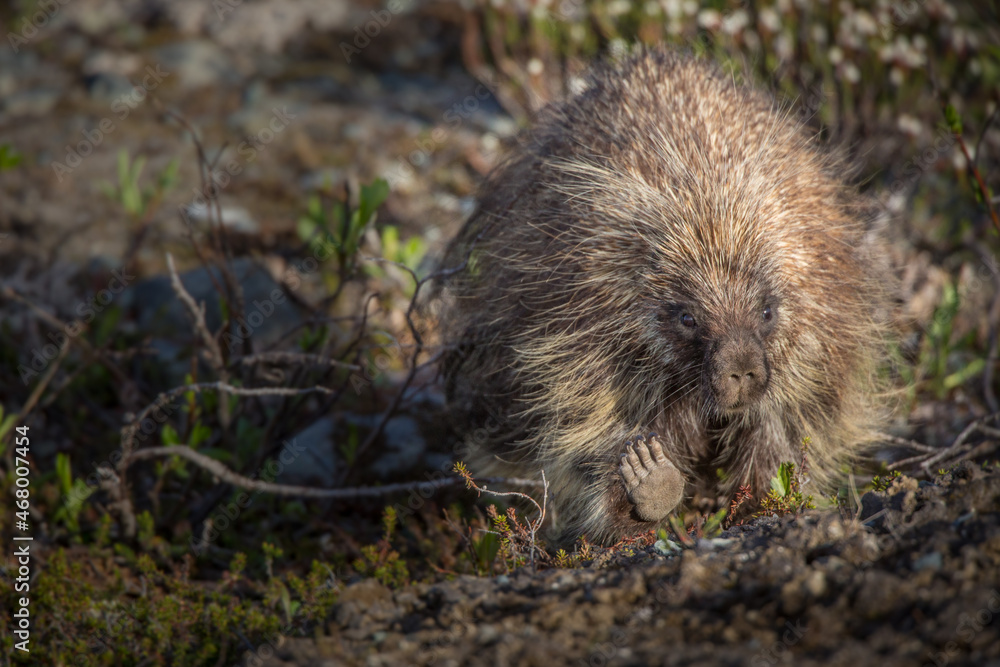 A porcupine (Erethizon dorsatum) walking through willows in central Alaska. A porcupine (Erethizon dorsatum) walking through willows in central Alaska.