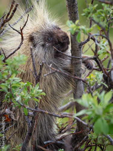 A porcupine (Erethizon dorsatum) grazes on a willow (Salix sp.) in Denali National Park, Alaska. 