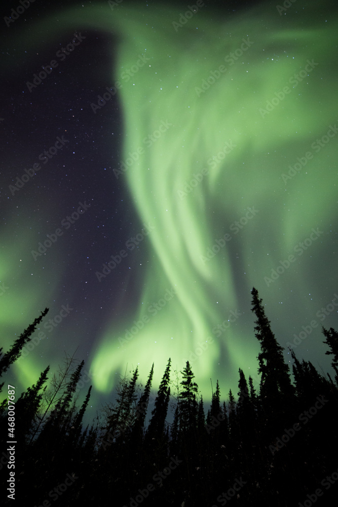 The aurora borealis or northern lights dance in the sky over Fairbanks, Alaska, USA.