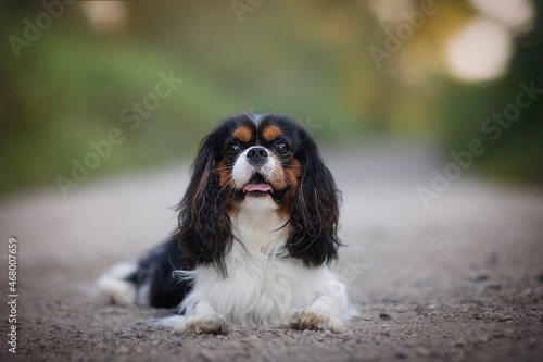 Fototapeta tricolor cavalier king charles spaniel