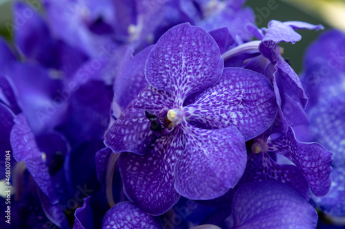 Background of dark blue orchids Vanda Coerulea, blue vanda, Vanda coerulea Griff. ex Lindl.