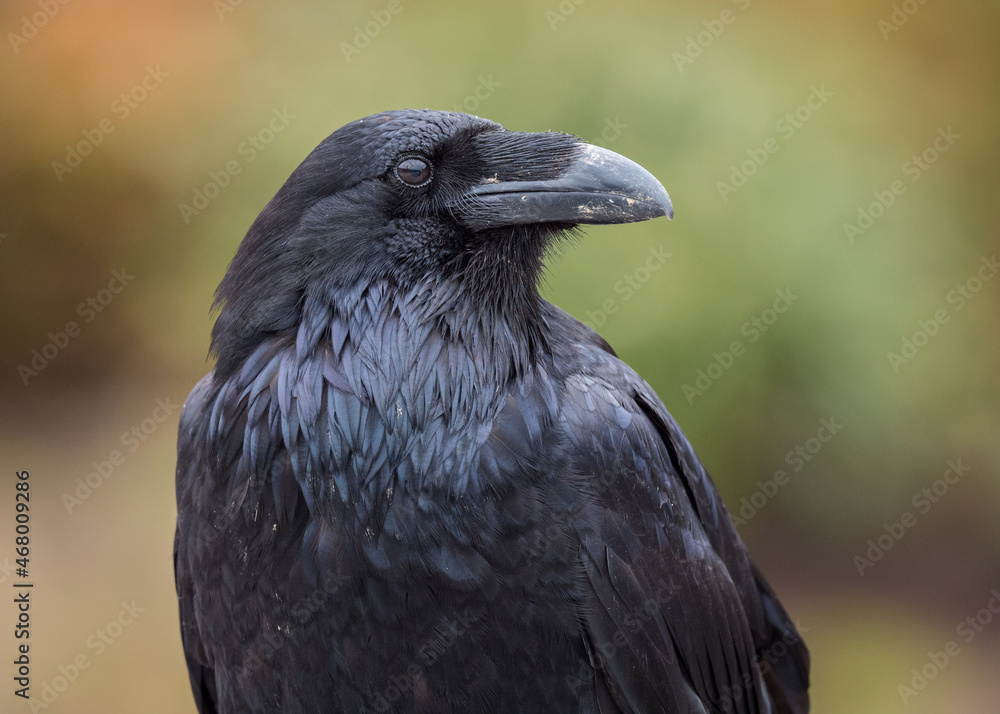Fototapeta premium A Common Raven (Corvus corax) in detail against a green background. 