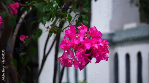 The exotic bougainvillea flower in nature photo