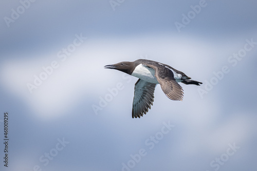 A Common Murre (Uria aalge) in flight. 