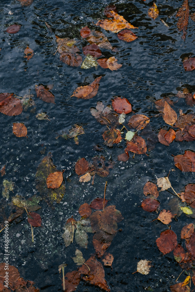 Autumnal fallen leaves - earthy colors on a contrasting dark grey background - melancholy and reflexction concept.