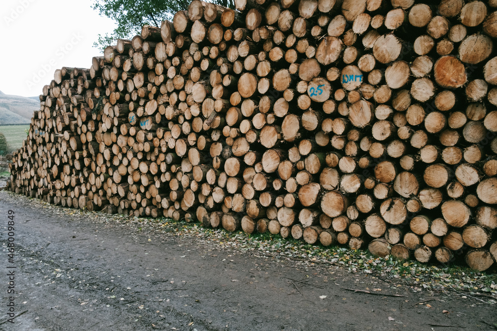 Cut down trees - wooden timber arranged in a neat pile, environment and ecology issues.