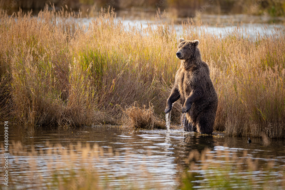 A female brown bear (Ursus arctos) stands up to look for salmon in the Brooks River, Katmai National Park, Alaska. A female brown bear (Ursus arctos) stands up to look for salmon in the Brooks River, Katmai National Park, Alaska.