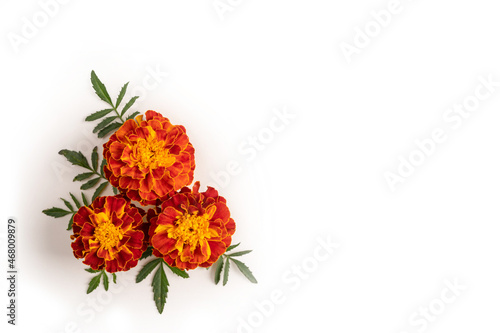 Composition of marigolds in the lower left corner on a white background
