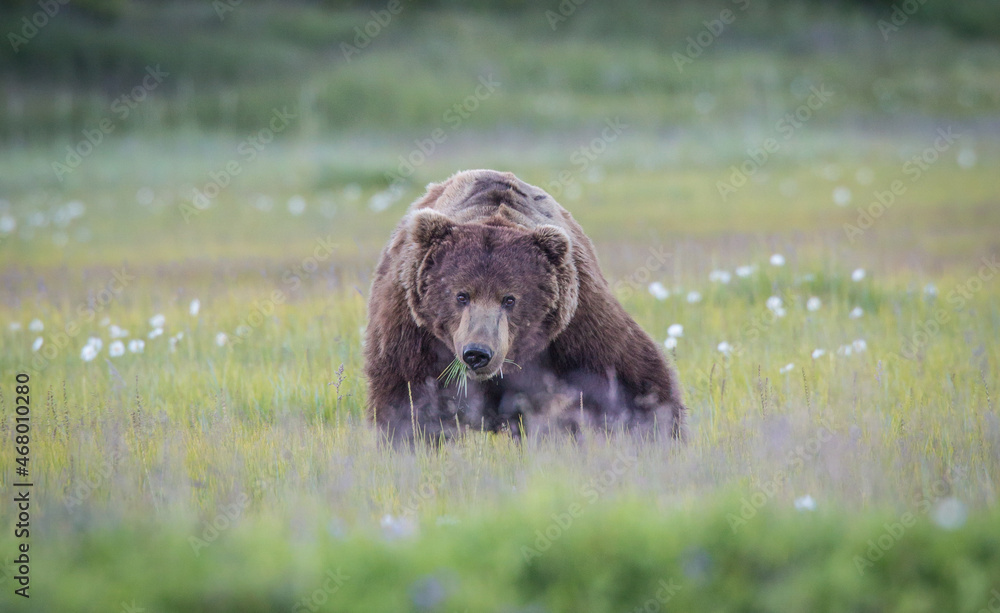A brown bear (Ursus arctos) grazes on sedges in a coastal meadow in Katmai National Park, Alaska. A brown bear (Ursus arctos) grazes on sedges in a coastal meadow in Katmai National Park, Alaska.