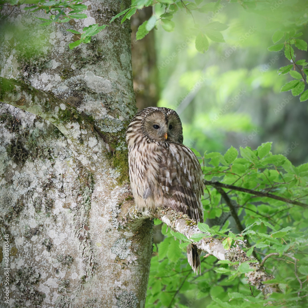 Fototapeta premium Ural owl perched at beech tree