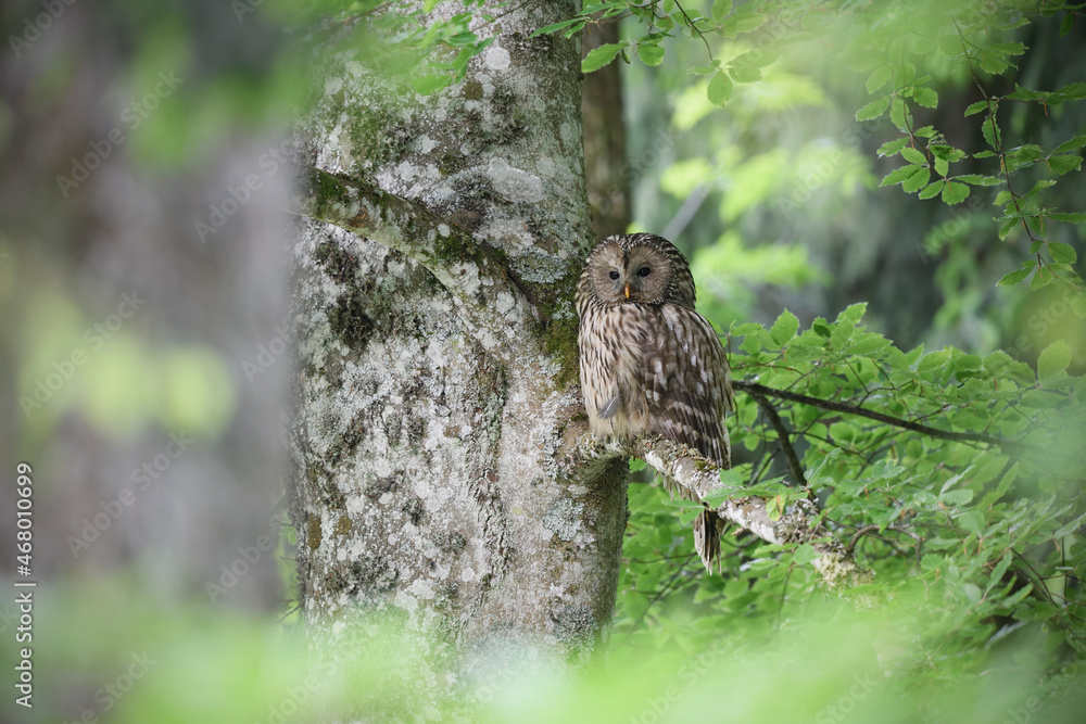 Fototapeta premium Ural owl perched at beech tree