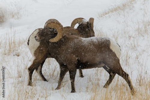 Colorado Rocky Mountain Bighorn Sheep. Two rams in a snow storm.