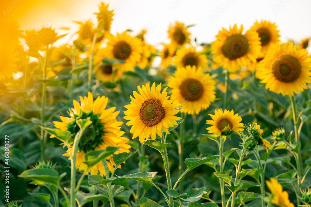 sunflower field in summer sunflower field in summer