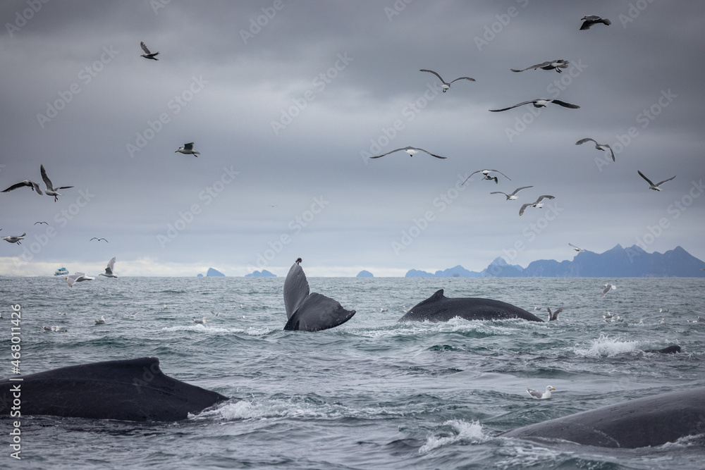 Fototapeta premium Four Humpback Whales (Megaptera novaeangliae) prepare to dive as they cooperatively feed in Alaska. 