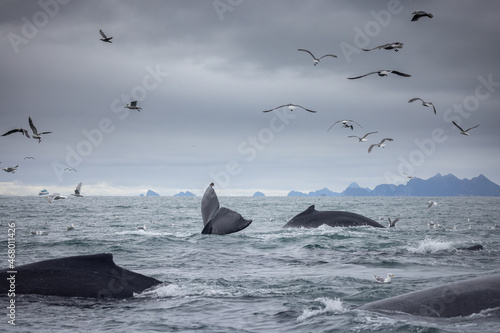 Four Humpback Whales (Megaptera novaeangliae) prepare to dive as they cooperatively feed in Alaska. 