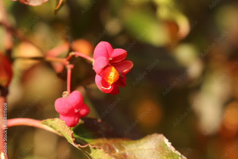 Obraz premium Piękna polska złota jesień
