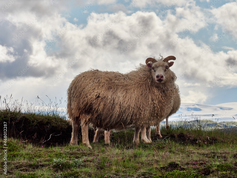 Obraz premium Islandia, paisajes verdes e iglesias