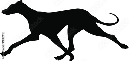 Silhouette of a running Greyhound dog. Agility vector illustration. Image of a relative of a wolf