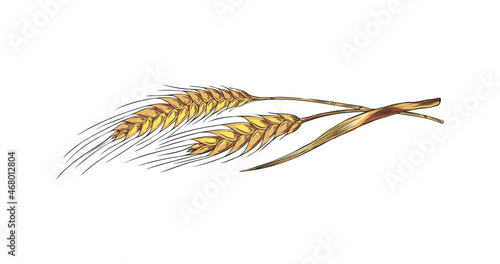 Ears of wheat or barley cereals hand drawn colored vector illustration isolated.