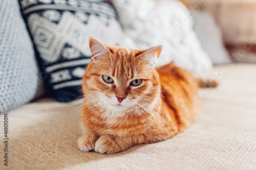 Ginger cat relaxing on couch in living room lying by cushions. Pet enjoying rest at home