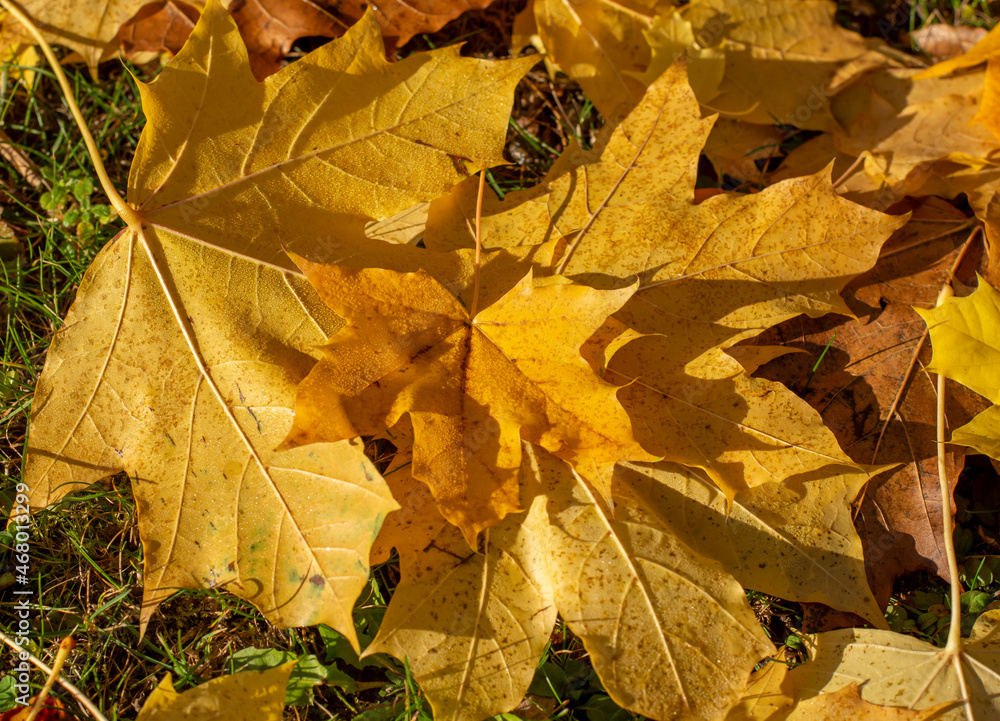 Fallen golden autumn Maple (Acer) leaves on grass in sunny morning light. Yellow foliage. Selective focus. Fallen golden autumn Maple (Acer) leaves on grass in sunny morning light. Yellow foliage. Selective focus.