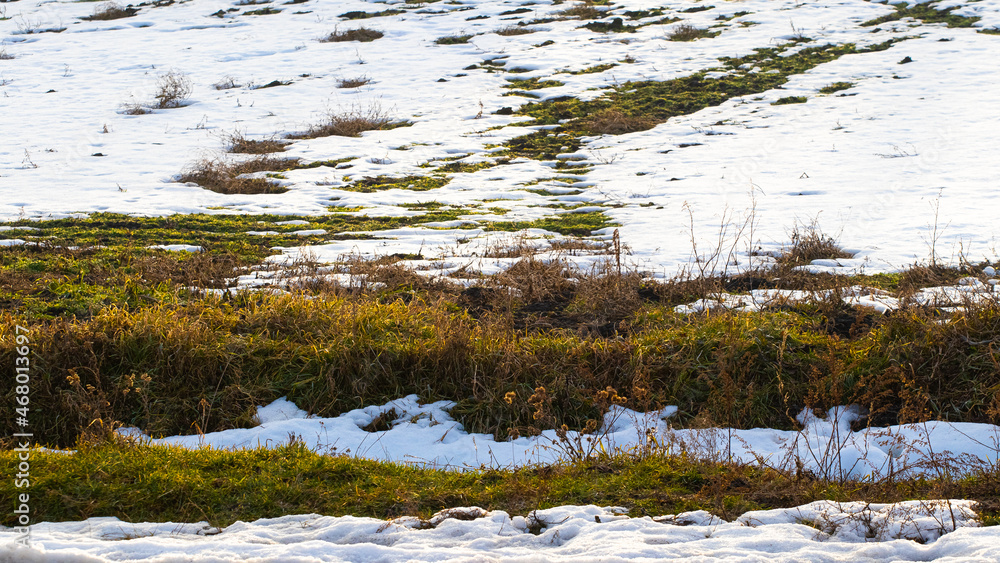 Obraz premium Melting snow in the garden, in the field during the spring thaw. Withered grass looks out from under the melted snow