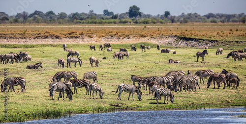 A herd of Burchell s Zebras  Equus quagga burchellii  along the Chobe River  Botswana