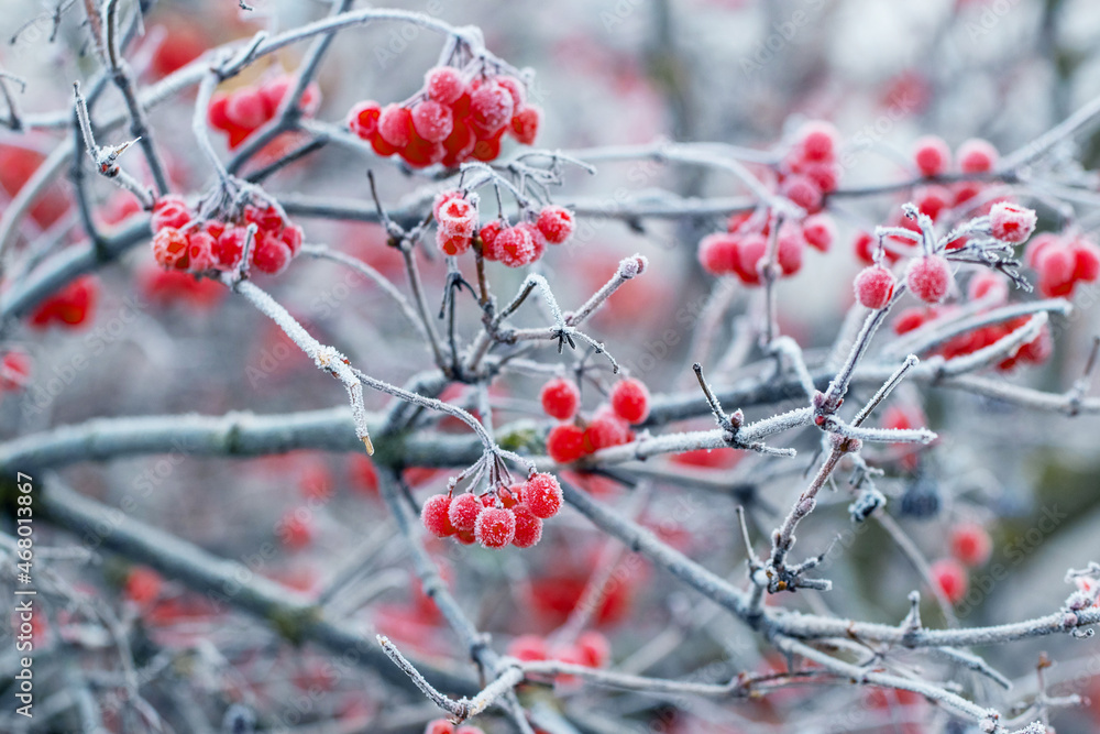 Viburnum bush with frost-covered red berries and branches Viburnum bush with frost-covered red berries and branches